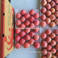Fresh red fuji apple medium sizes